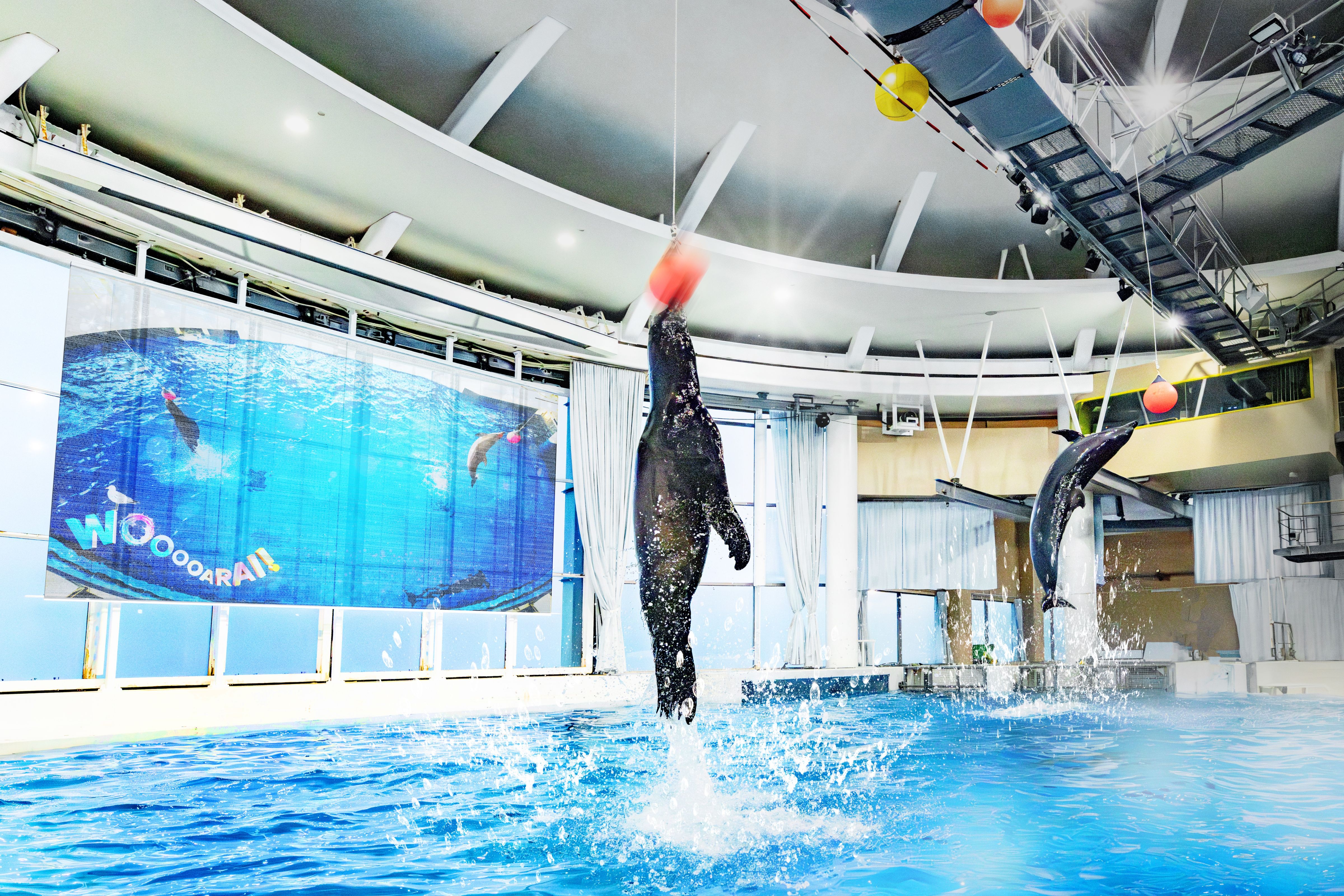 アクアワールド茨城県大洗水族館 | イルカ・アシカオーシャンライブが
